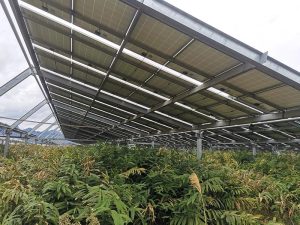 Longan Agrivoltaic Power Generation Project, Guangxi